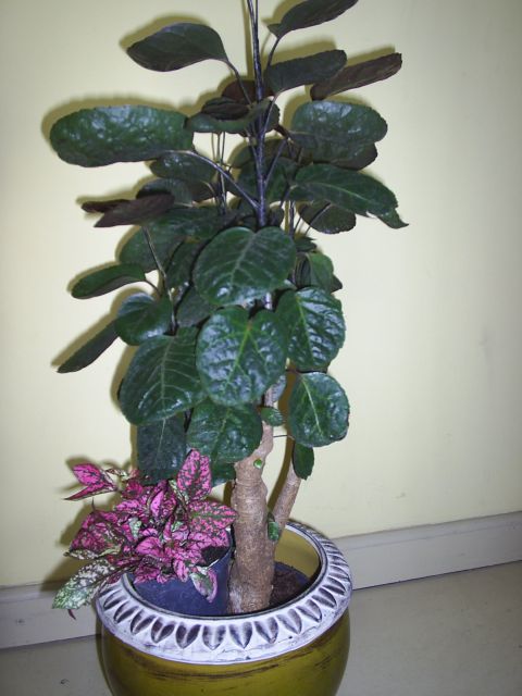Dinner Plate Aralia